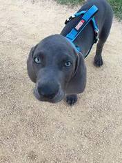 Weimaraner Puppy for sale in HOUSTON, TX, USA