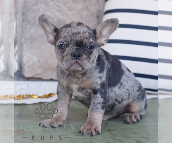 Medium Photo #2 French Bulldog Puppy For Sale in NARVON, PA, USA