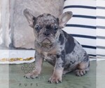 Small #1 French Bulldog