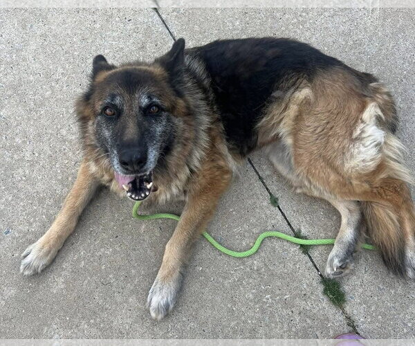 Medium Photo #2 German Shepherd Dog Puppy For Sale in Alexander, AR, USA