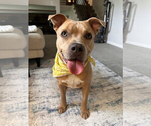 Mutt Dogs for adoption in Techny, IL, USA