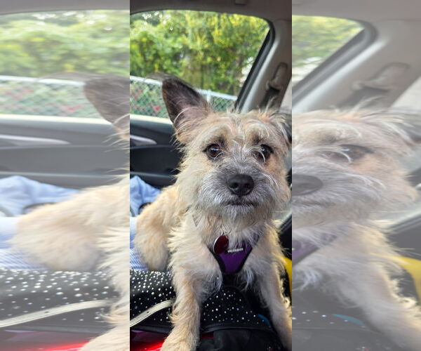 Medium Photo #4 Cairn Terrier-Unknown Mix Puppy For Sale in Tenafly, NJ, USA