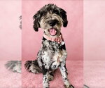 Bernadette - Female Bernese Mountain Dog-Unknown Mix Dog for Adoption - Small photo