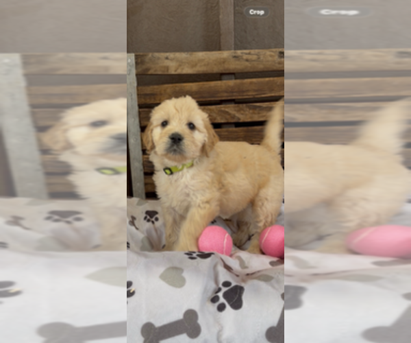 Medium Photo #23 Goldendoodle Puppy For Sale in MERCED, CA, USA
