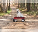 Small Photo #2 Labrador Retriever Puppy For Sale in HICKORY, NC, USA