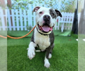 *RALLY - Male Mutt Dog for Adoption - Photo #6