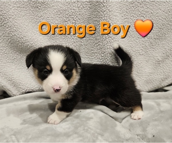 Medium Photo #26 American Corgi Puppy For Sale in JEFFERSON, GA, USA