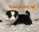 Small Photo #26 American Corgi Puppy For Sale in JEFFERSON, GA, USA