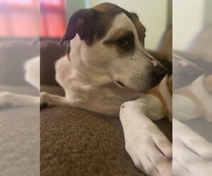 RIBEYE (COURTESY POST) - Female Mutt Dog for Adoption - Photo #2