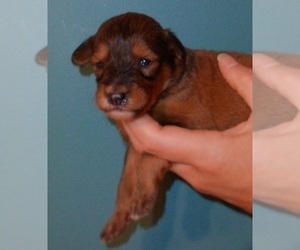Cadoodle Puppy for sale in PERU, IN, USA