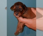 Small Cadoodle