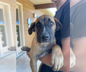 Boxer-Coonhound Mix Dogs for adoption in Bolivar, MO, USA