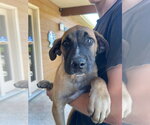 Small Boxer-Coonhound Mix