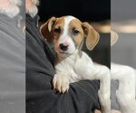 Small Photo #6 Doberman Pinscher-Pointer Mix Puppy For Sale in Dana Point, CA, USA