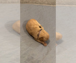 Small Photo #3 Golden Retriever Puppy For Sale in PEORIA, AZ, USA