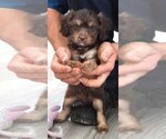 Small Photo #12 Cavapoo Puppy For Sale in CARLISLE, KY, USA
