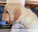 Small Photo #12 Golden Retriever Puppy For Sale in BELLINGHAM, WA, USA