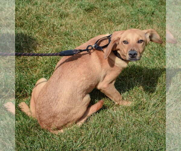 Medium Photo #4 Beagle-German Shepherd Dog Mix Puppy For Sale in Huntley, IL, USA