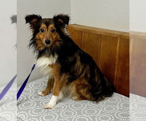 Mutt Dogs for adoption in Wamego, KS, USA