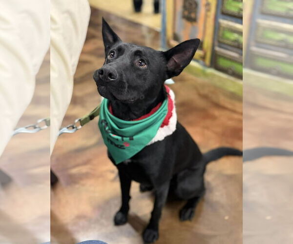 Medium Photo #2 Labrador Retriever-Unknown Mix Puppy For Sale in Westwood, NJ, USA