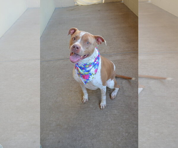 Medium Photo #3 American Pit Bull Terrier-Unknown Mix Puppy For Sale in McKinney, TX, USA