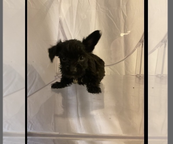 Medium Photo #2 Yorkshire Terrier Puppy For Sale in NORFOLK, VA, USA