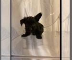 Small #1 Yorkshire Terrier