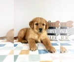 Small #5 Golden Retriever