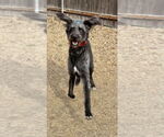 Small #2 German Wirehaired Pointer-Irish Wolfhound Mix