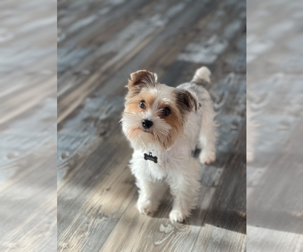 Medium Photo #1 Yorkshire Terrier Puppy For Sale in LAKEWOOD RANCH, FL, USA