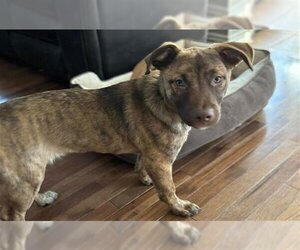 German Shepherd Dog-Unknown Mix Dogs for adoption in Tulsa, OK, USA