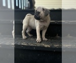Small Photo #4 Pug Puppy For Sale in CHICAGO, IL, USA