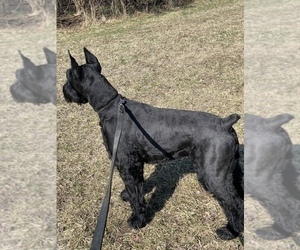 Mother of the Schnauzer (Giant) puppies born on 04/23/2025
