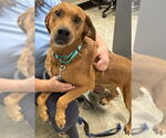 Small #9 Golden Retriever Mix