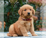 Marshall - Male Golden Retriever Puppy for Sale - Photo #3