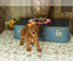 Small Photo #29 Miniature Labradoodle Puppy For Sale in NAPPANEE, IN, USA