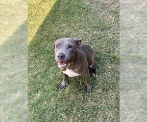CHICKEN - Male Mutt Dog for Adoption - Photo #2