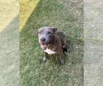 Small #1 Mutt