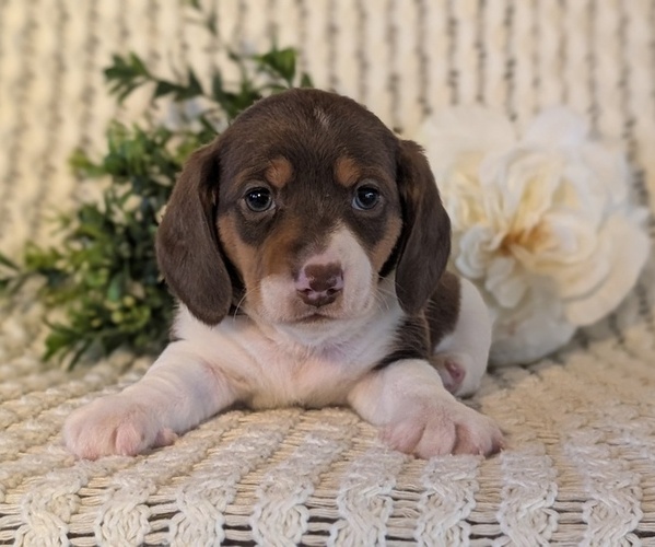 Medium Photo #36 Dachshund Puppy For Sale in GOSHEN, IN, USA