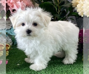 Maltese Puppy for sale in CANOGA, NY, USA