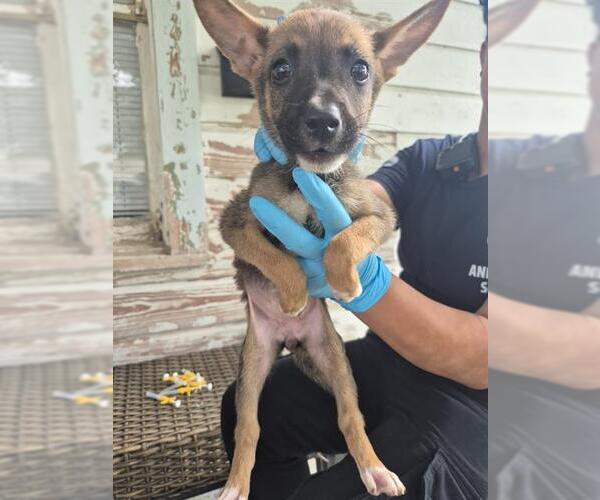 Medium Photo #1 German Shepherd Dog-Unknown Mix Puppy For Sale in San Antonio, TX, USA