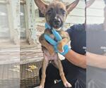 Small German Shepherd Dog Mix