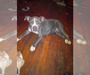 American Bulldog-German Shepherd Dog Mix Puppy for sale in MEM, TN, USA