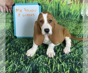 Basset Hound Puppy for sale in ESPANOLA, NM, USA