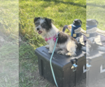 Small #3 Mutt