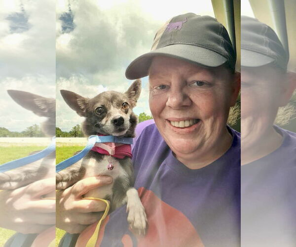 Medium Photo #5 Chihuahua-Unknown Mix Puppy For Sale in Mount Laurel, NJ, USA