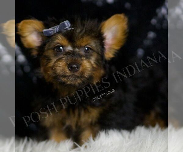 Medium Photo #4 Yorkshire Terrier Puppy For Sale in WARSAW, IN, USA