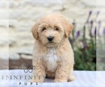 Small Maltipoo