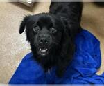 LESTAT - Male Chihuahua Dog for Adoption - Small photo