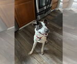 Small Photo #2 Border Collie-Unknown Mix Puppy For Sale in Oakhurst, NJ, USA